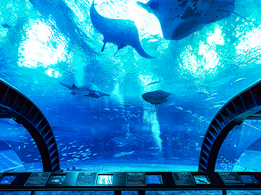 Okinawa Churaumi Aquarium