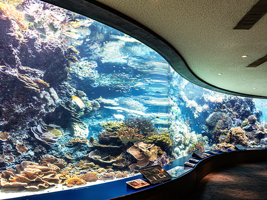 Okinawa Churaumi Aquarium