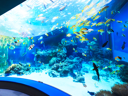 Okinawa Churaumi Aquarium