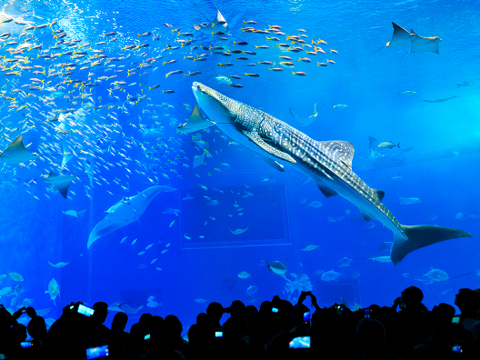 沖縄美ら海水族館